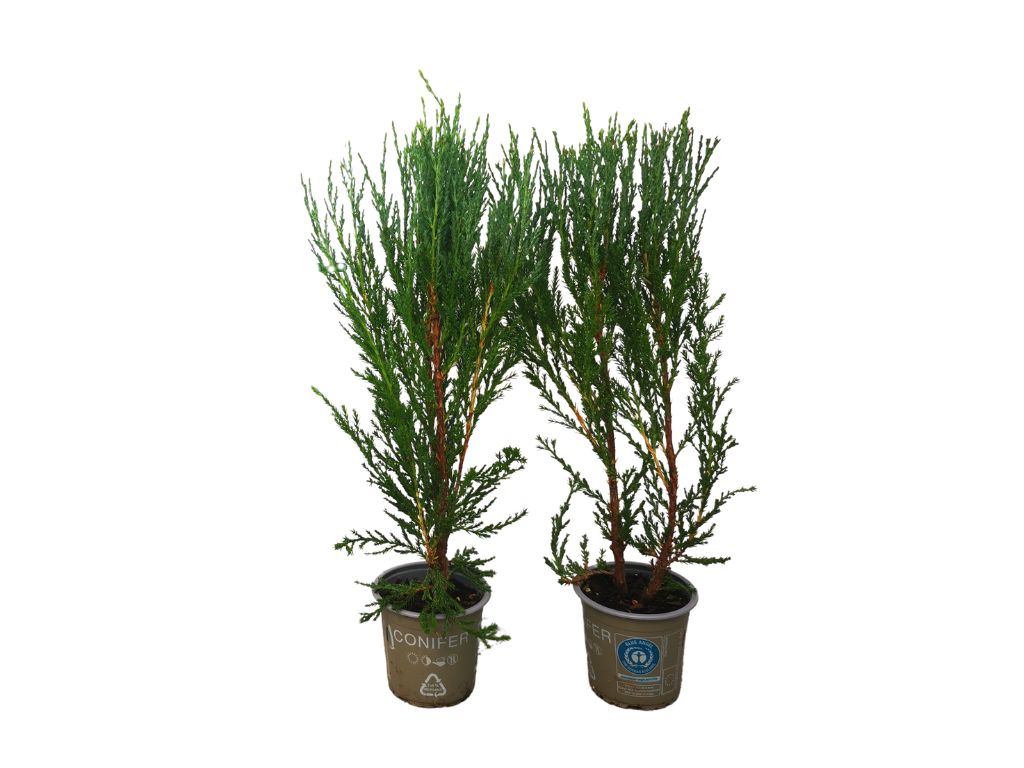 Okrasné dreviny Borievka skalná Blue Arrow 30 40 cm(6)