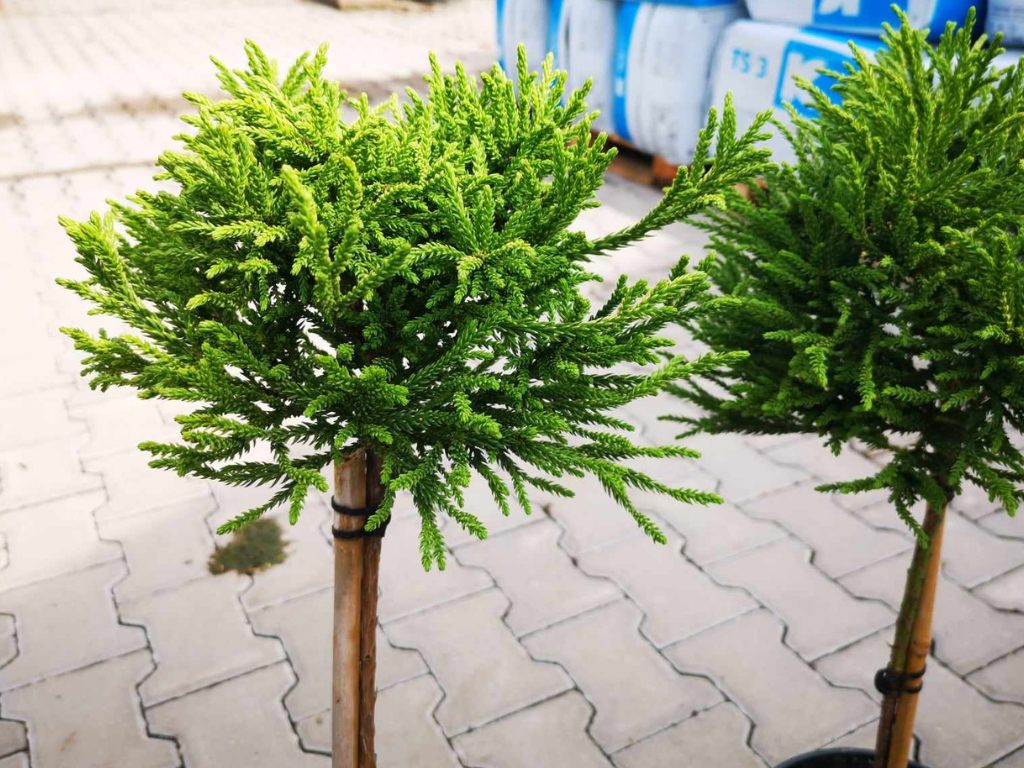 Dreviny na kmienku Kryptoméria japonská Globosa Nana na 40 50 cm kmienku(6)
