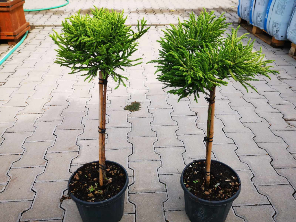 Dreviny na kmienku Kryptoméria japonská Globosa Nana na 40 50 cm kmienku(3)