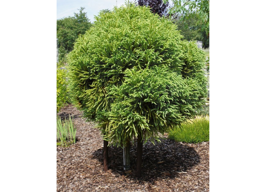 Dreviny na kmienku Kryptoméria japonská Globosa Nana na 40 50 cm kmienku(5)