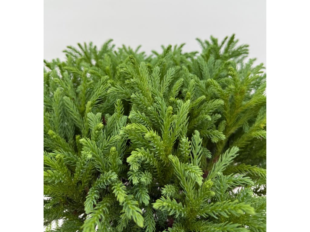 Dreviny na kmienku Kryptoméria japonská Globosa Nana na 40 50 cm kmienku(9)