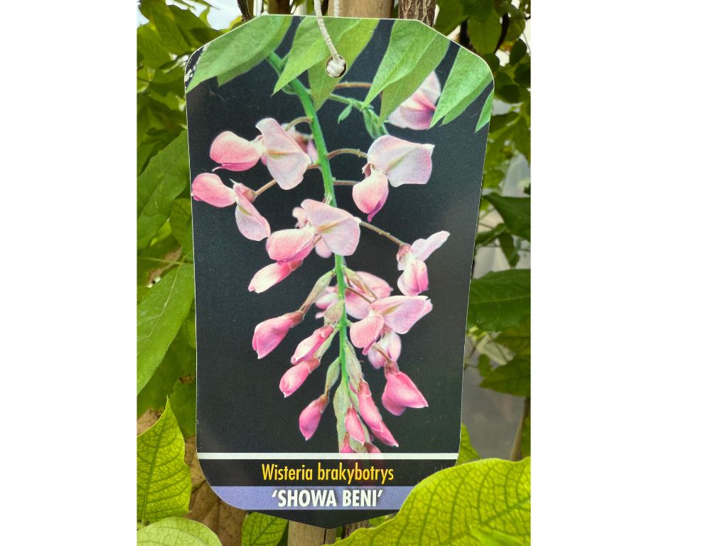 Popínavé rastliny Vistéria vznešená SHOWA BENI 150-200 cm(8)