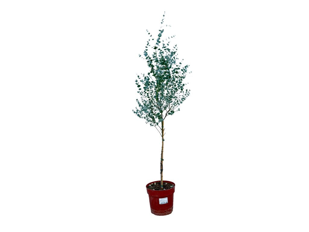 Dreviny na kmienku Eukalyptus gunnii na kmienku, výška 70 90 cm(8)