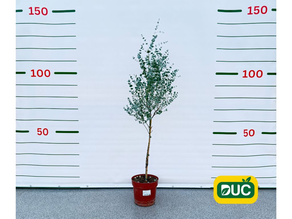 Dreviny na kmienku Eukalyptus gunnii na kmienku, výška 70 90 cm(2)
