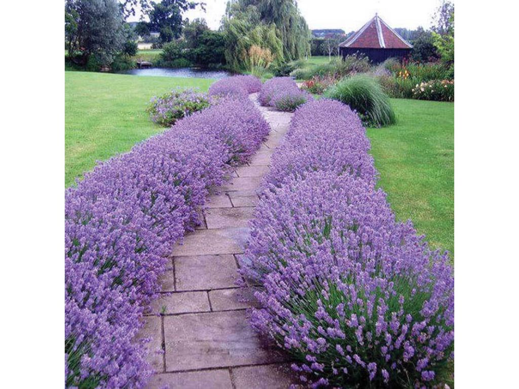 Trvalky Levanduľa úzkolistá Hidcote Blue(9)