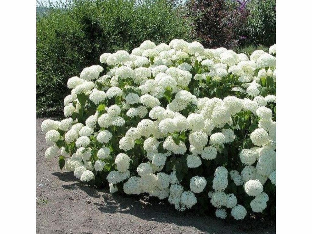 Okrasné kry Hortenzia stromčekovitá Annabelle 30 40 cm(10)