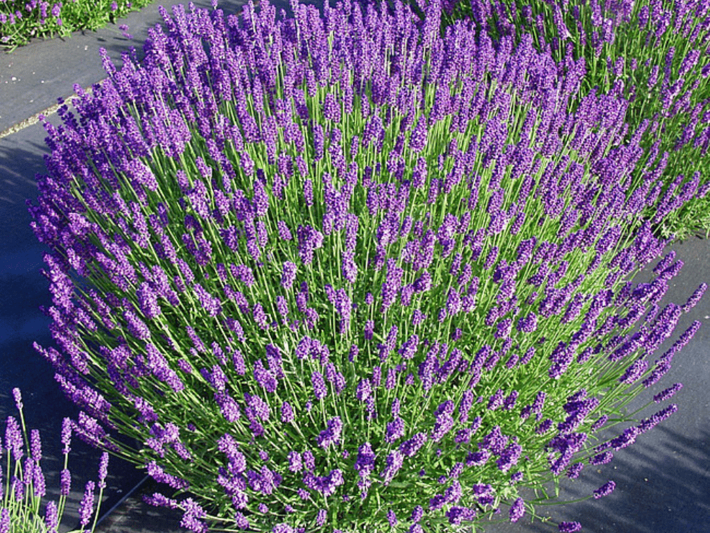Trvalky Levanduľa úzkolistá Hidcote Blue(3)