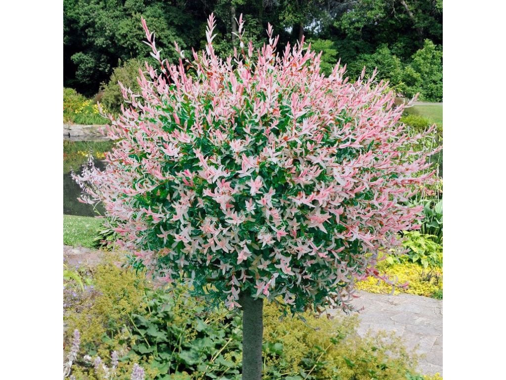 Dreviny na kmienku Vŕba japonská Hakuro Nishiki na cca 60cm kmienku(7)