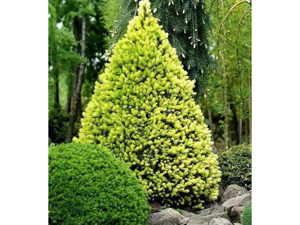 okrasne dreviny ducplant(915)