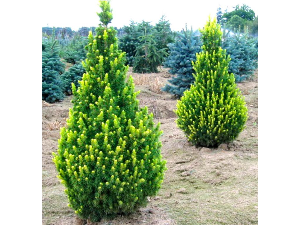 okrasne dreviny ducplant(920)