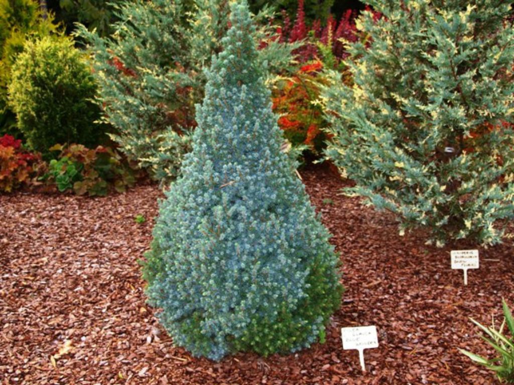 okrasne dreviny ducplant(922)