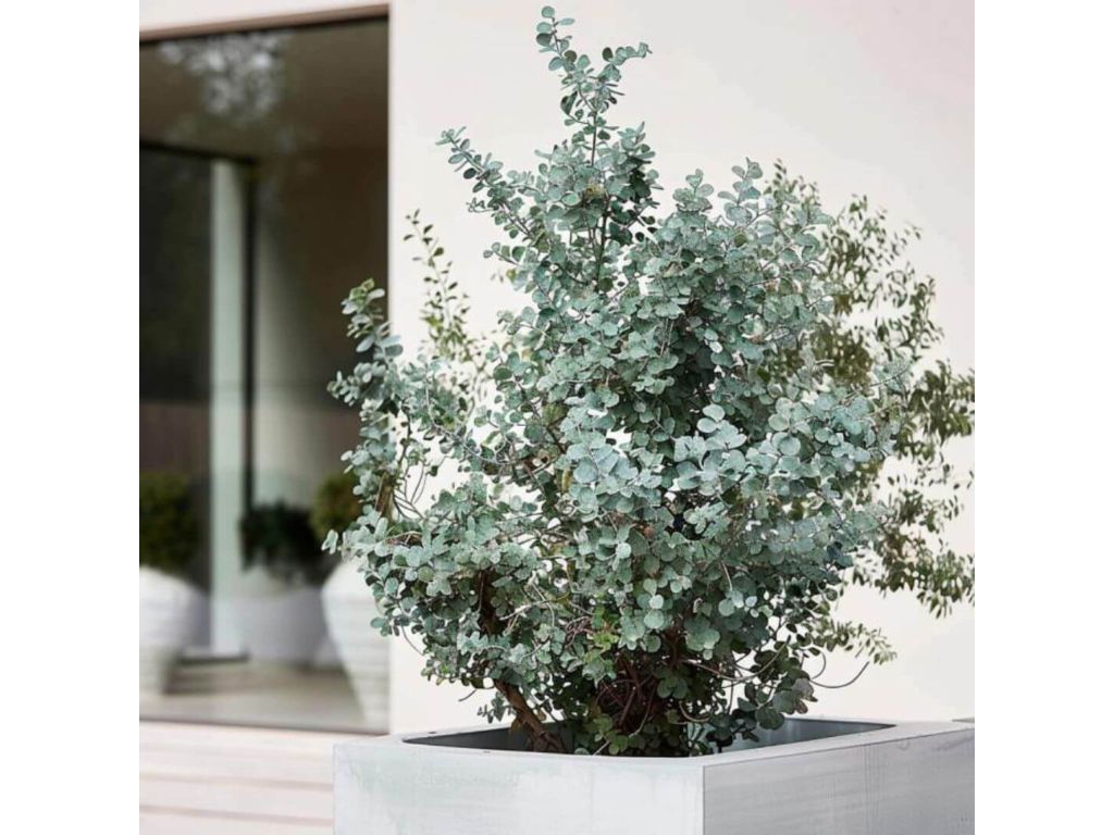 Okrasné stromy Eukalyptus gunnii Silverana 140 160 cm(9)