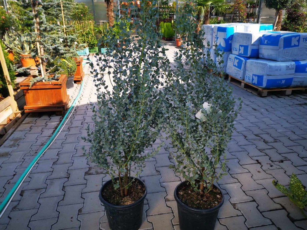 Okrasné stromy Eukalyptus gunnii Silverana 140 160 cm(3)