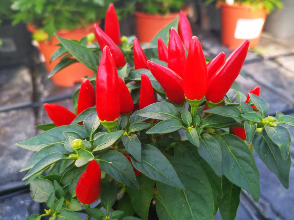 Jesenné kvety Okrasná paprika Sombrero červená(3)