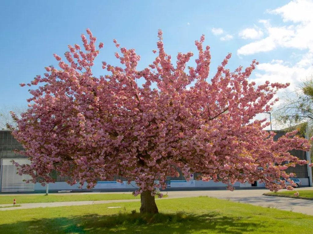 Okrasná třešeň Kiku Shidare na kmínku 180–200 cm, výška 220–260 cm, květináč 25 l