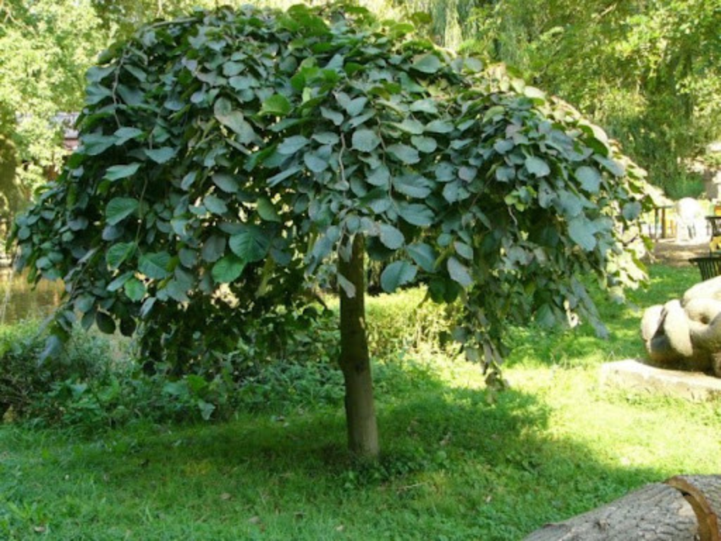 Dreviny na kmienku Brest horský Pendula na 200 220cm kmeni(3)