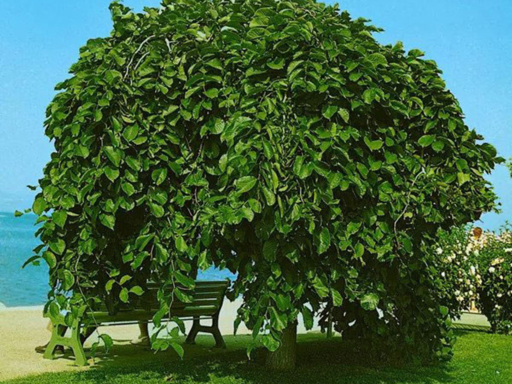 Dreviny na kmienku Brest horský Pendula na 200 220cm kmeni(6)