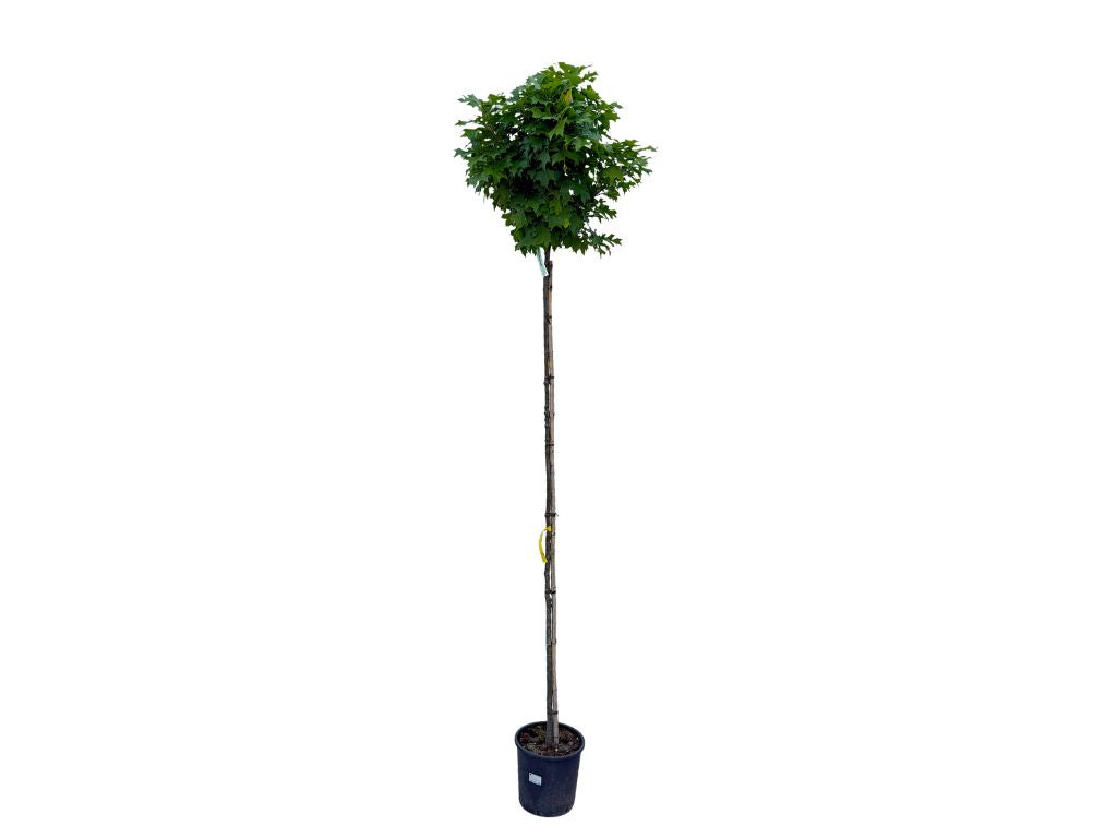 Dreviny na kmienku Dub močiarny Green Dwarf na 200 220cm kmeni, v. 240 280cm, obv. kmeňa 6 8cm(5)