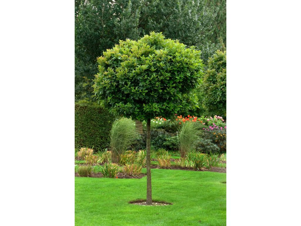 Dreviny na kmienku Dub močiarny Green Dwarf na 200 220cm kmeni, v. 240 280cm, obv. kmeňa 6 8cm(4)