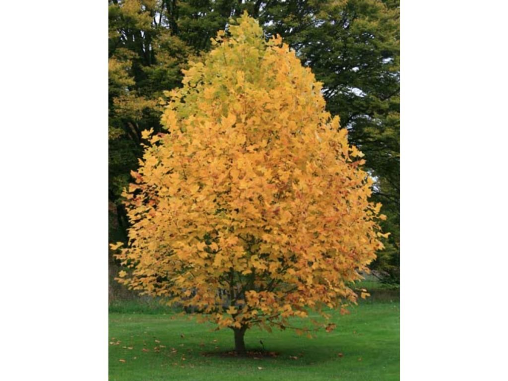 Liliovník tulipánokvětý (Liriodendron tulipifera), výška 110–170 cm, květináč 5 l