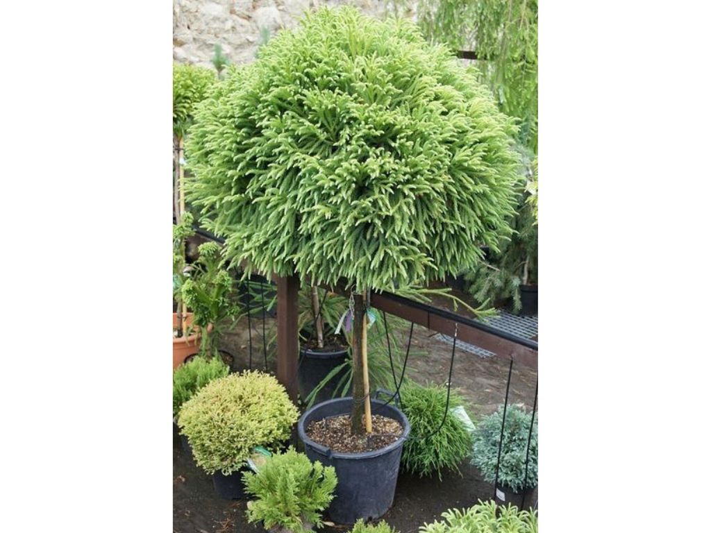 Dreviny na kmienku Kryptoméria japonská Globosa Nana na cca 90cm kmienku(3)