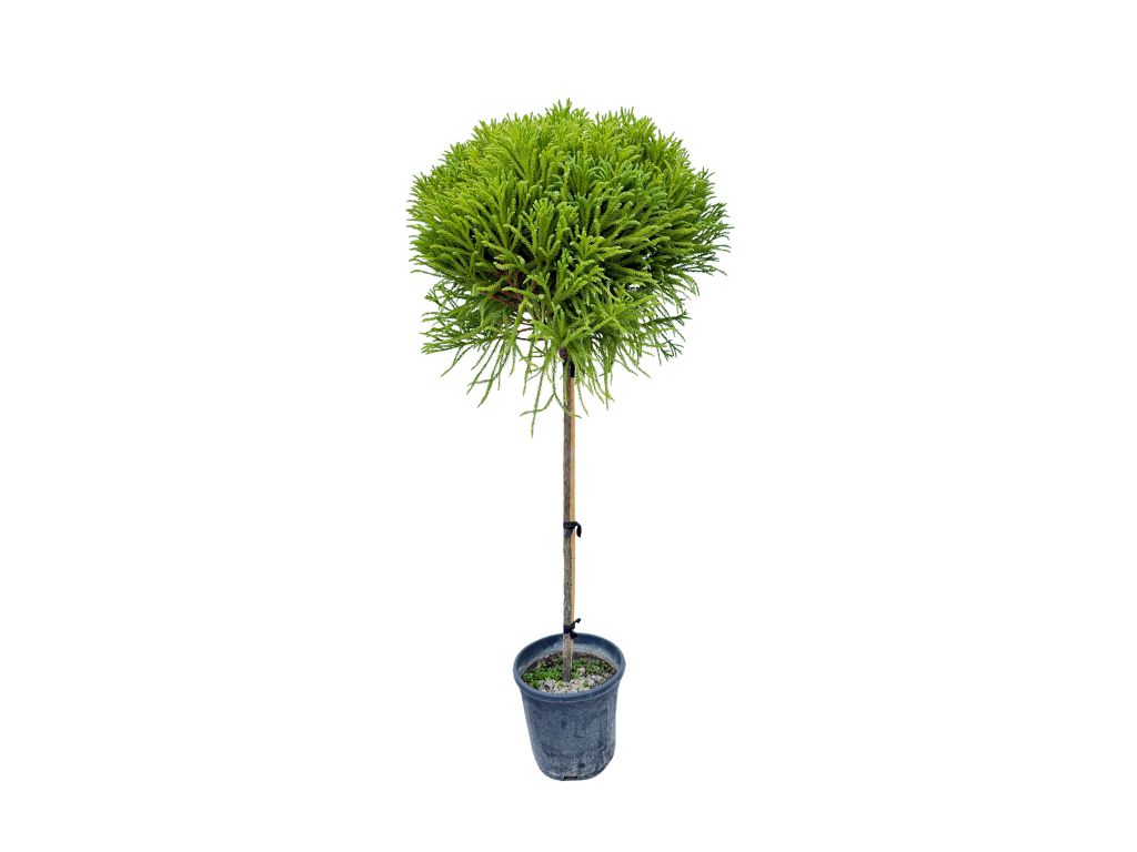 Dreviny na kmienku Kryptoméria japonská Globosa Nana na cca 90cm kmienku(8)