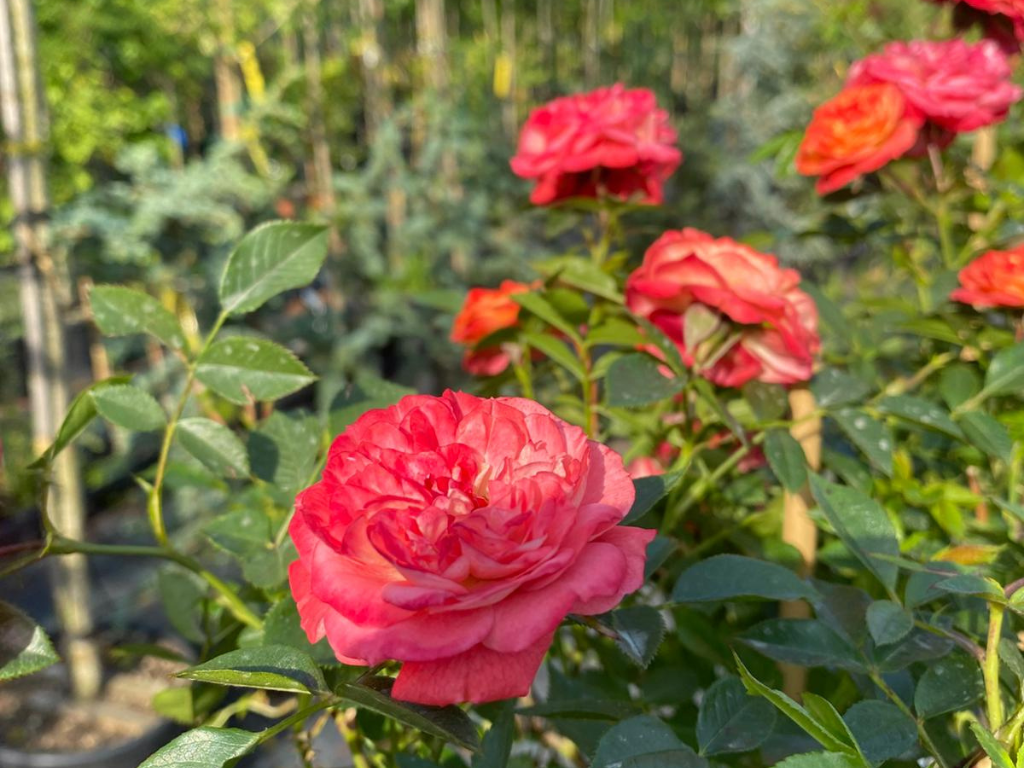 Untitled design 2025 06 02T211926.658