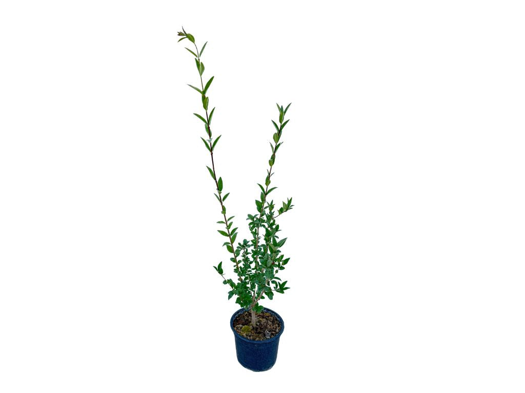 Okrasné kry Vtáčí zob obyčajný 40 70 cm(5)