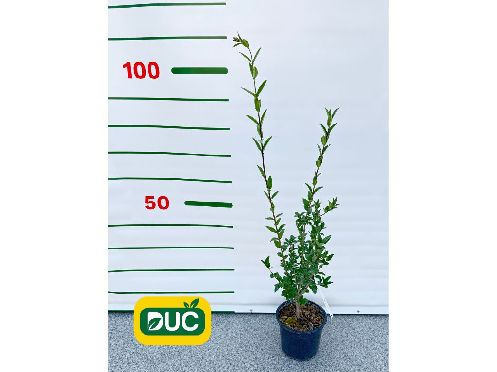 Okrasné kry Vtáčí zob obyčajný 40 70 cm(2)