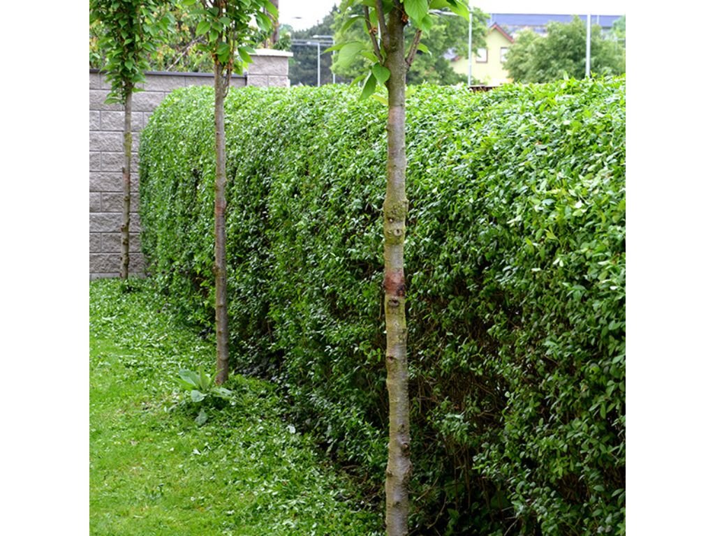 Okrasné kry Vtáčí zob obyčajný 40 70 cm(6)