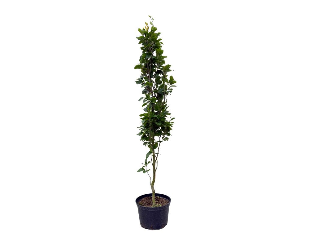 Okrasné stromy Buk lesný Dawyck Gold 170 200 cm(11)