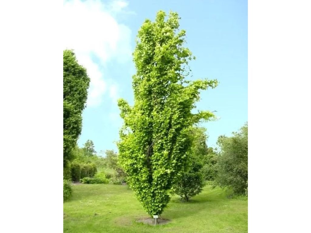 Okrasné stromy Buk lesný Dawyck Gold 170 200 cm(4)