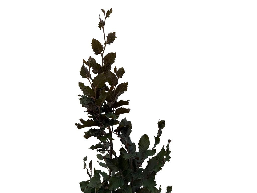 Okrasné stromy Buk lesný Dawyck Purple 170 200 cm(6)