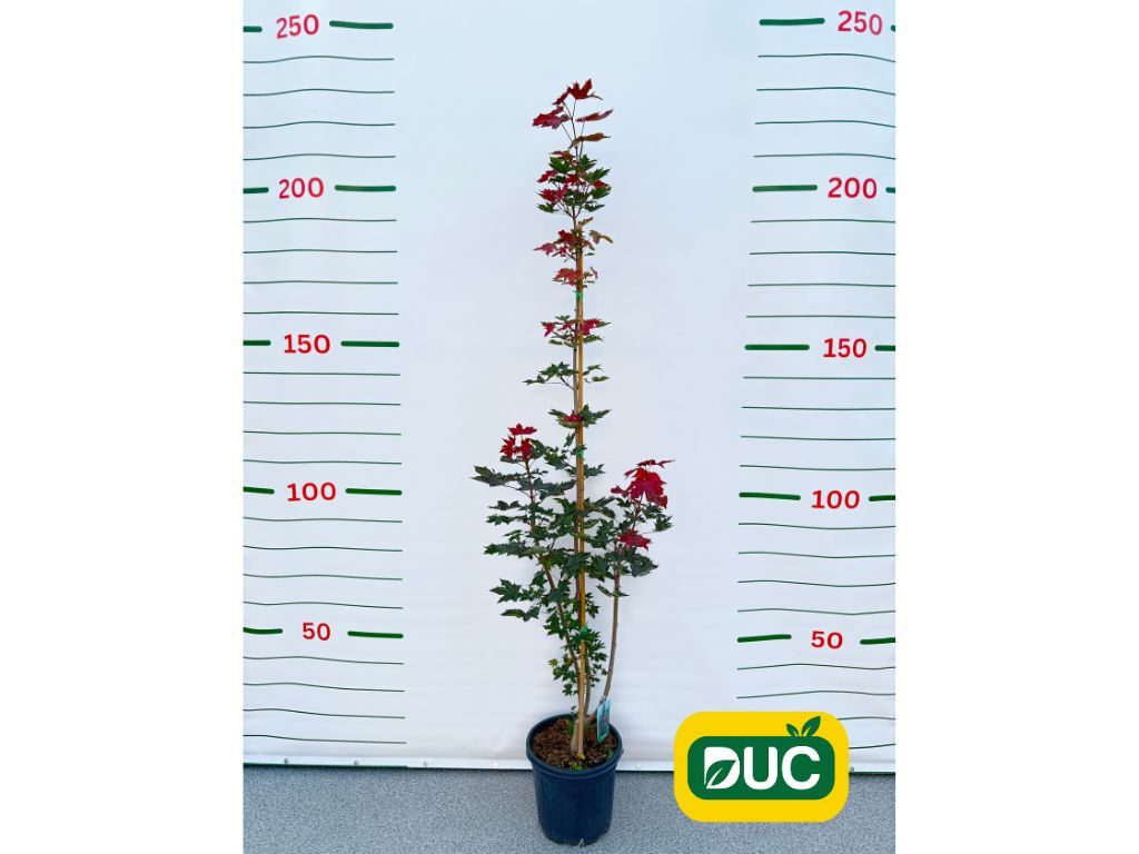 Okrasné stromy Javor mliečny Crimson Sentry rozvetvený 160 200 cm(2)