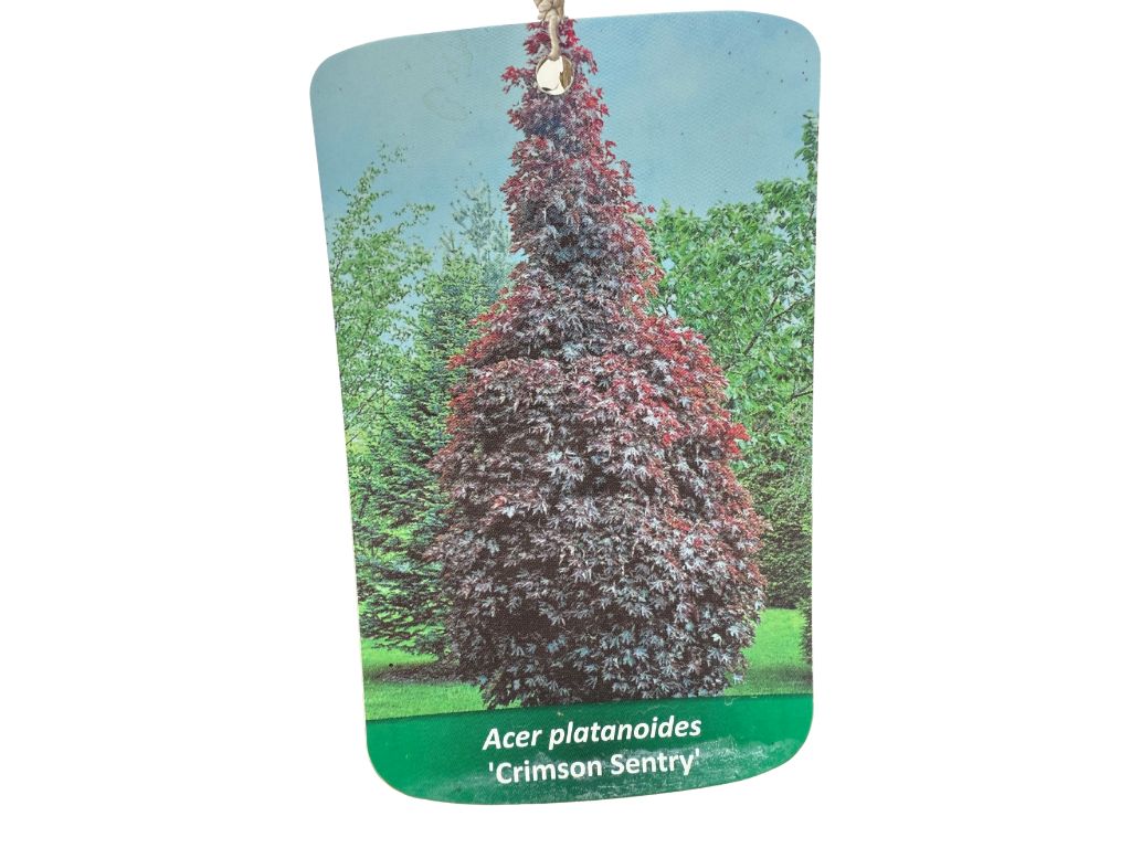 Okrasné stromy Javor mliečny Crimson Sentry rozvetvený 160 200 cm(4)