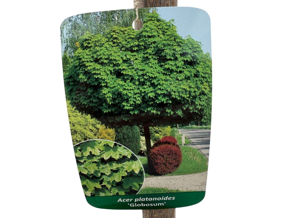 Dreviny na kmienku Javor mliečny Globosum na 200 220cm kmienku, v. 250 280cm(4)