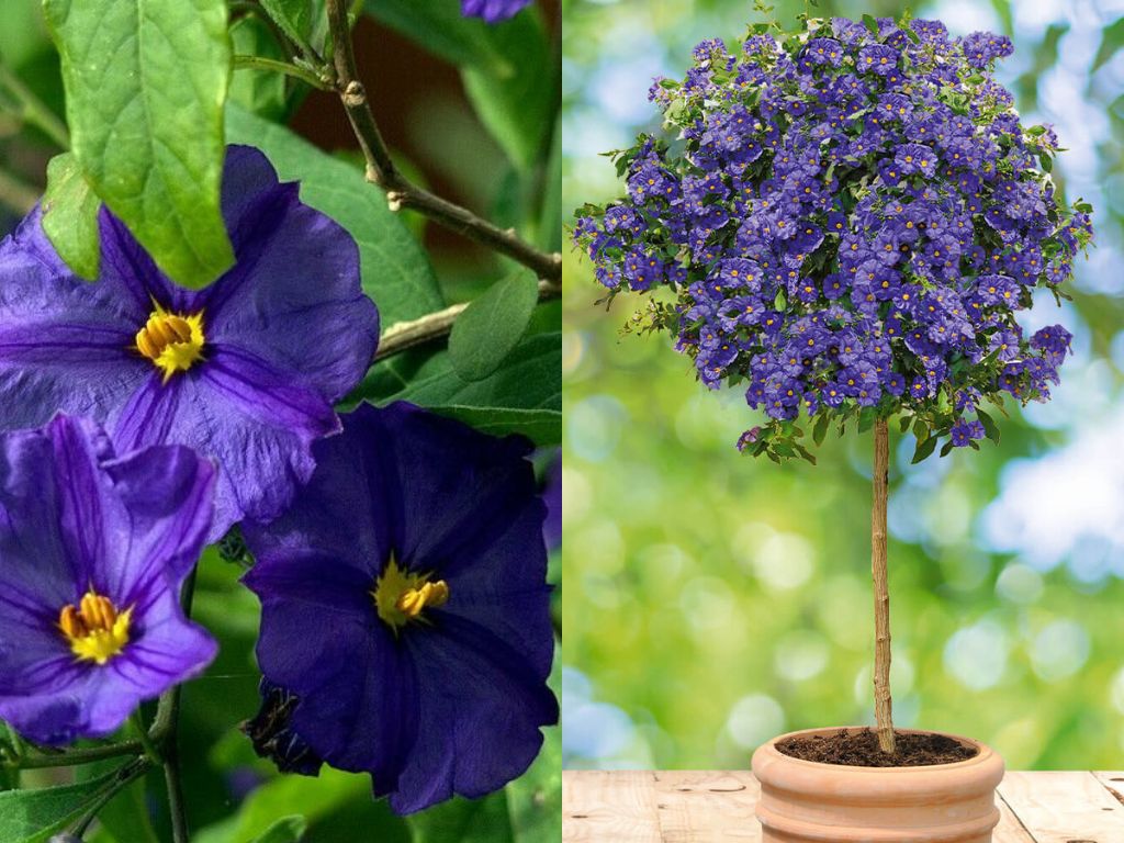 Dreviny na kmienku Enciánový stromček 'Blue Fountain'