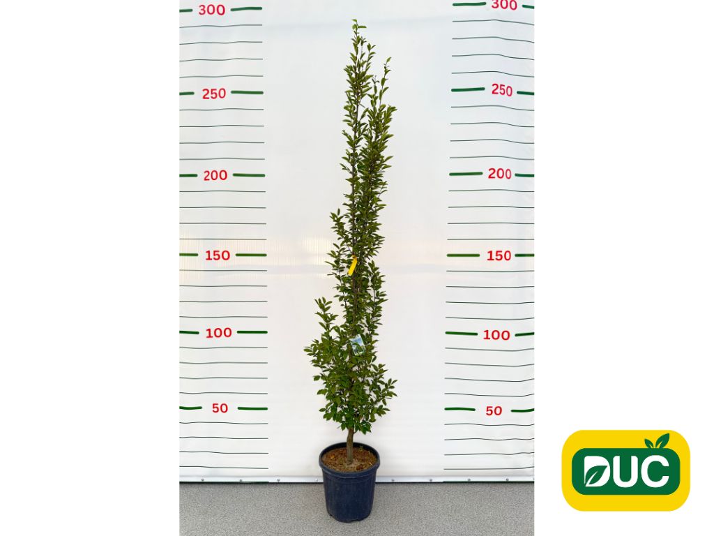Okrasné stromy Hrab obyčajný Fastigiata 200 250 cm(2)