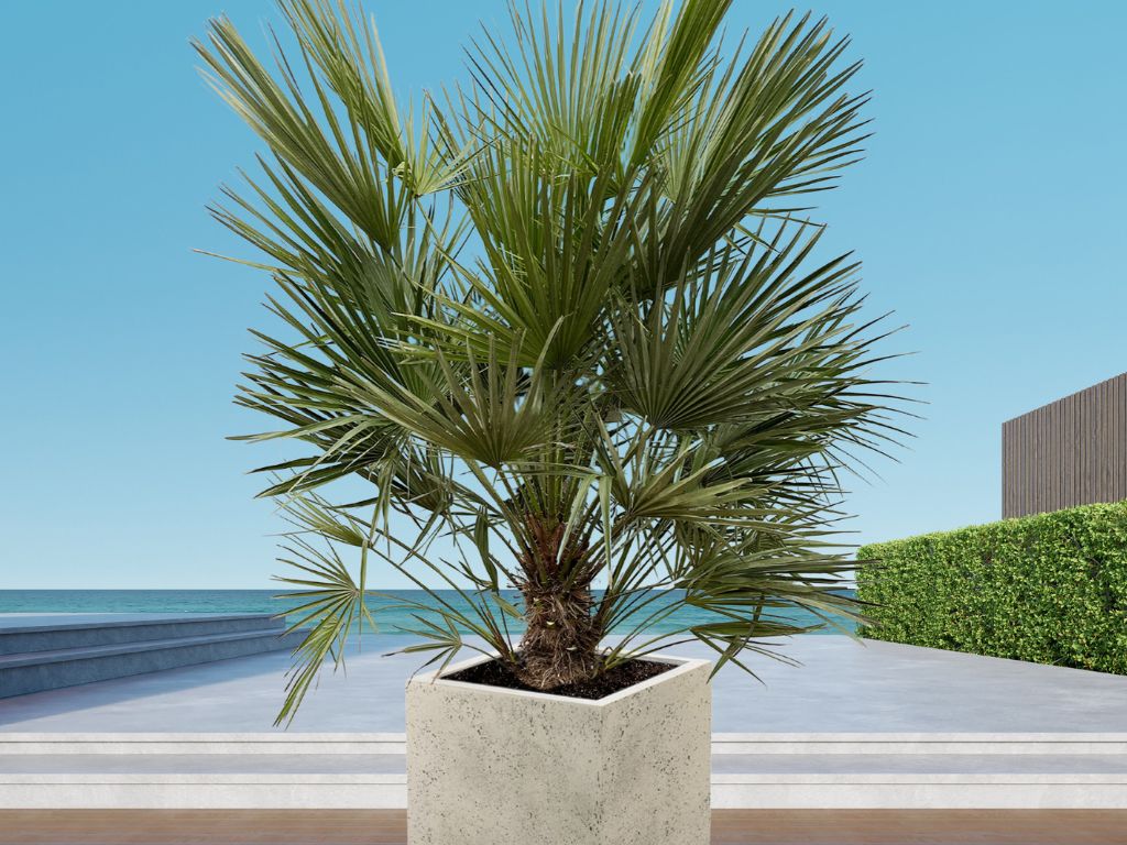 Chamaerops Humilis 60-70 cm, kont. p21