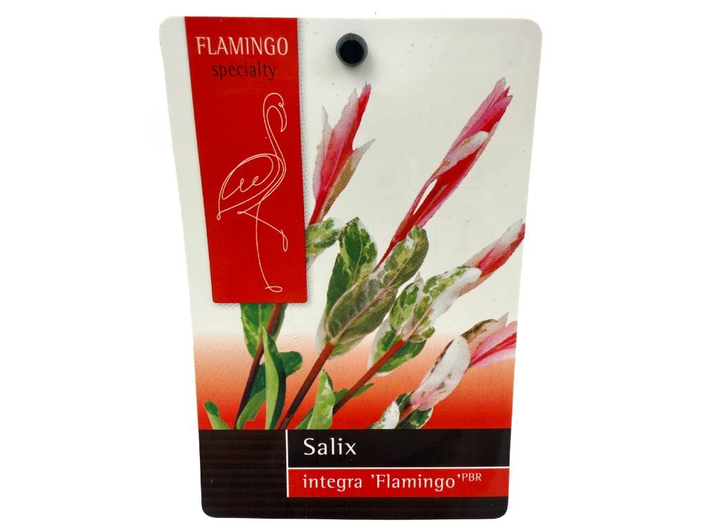 Okrasné kry Vŕba Flamingo 20 40 cm(4)