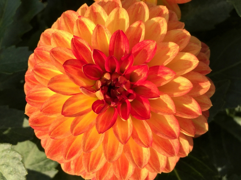 yelloworange