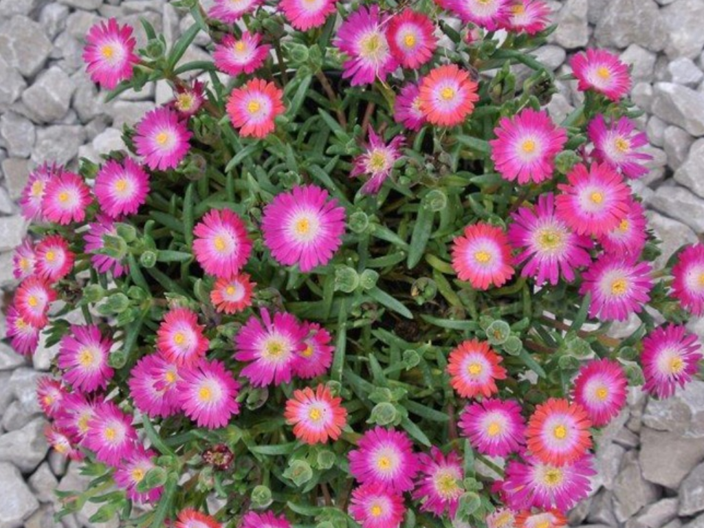 amethystB