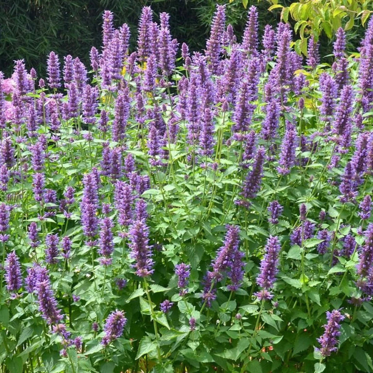 Agastache Blue Boa, květináč 9 cm