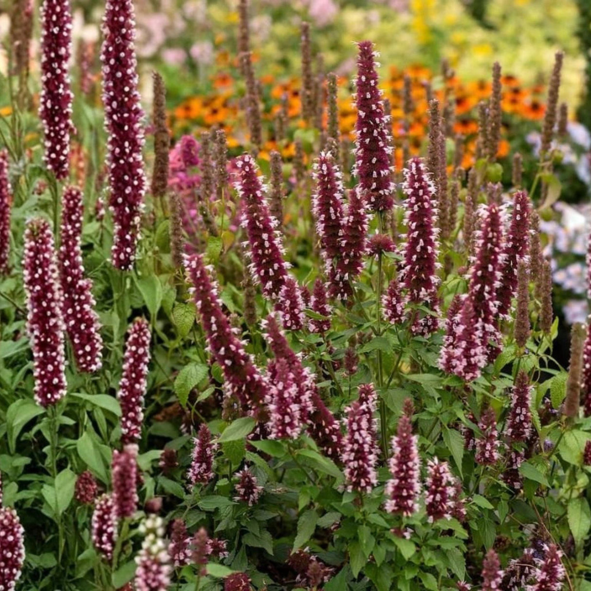 Agastache Beelicious Pink, květináč 9 cm