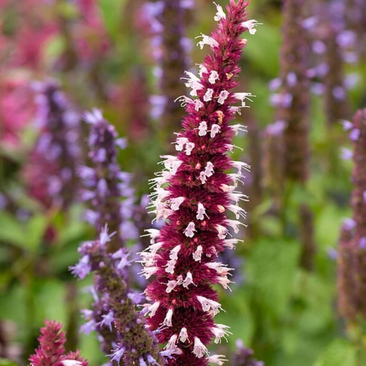 Agastache Beelicious Pink, květináč 9 cm