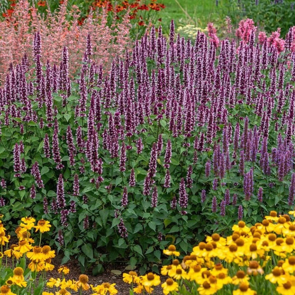 Agastache Beelicious Pink, květináč 9 cm