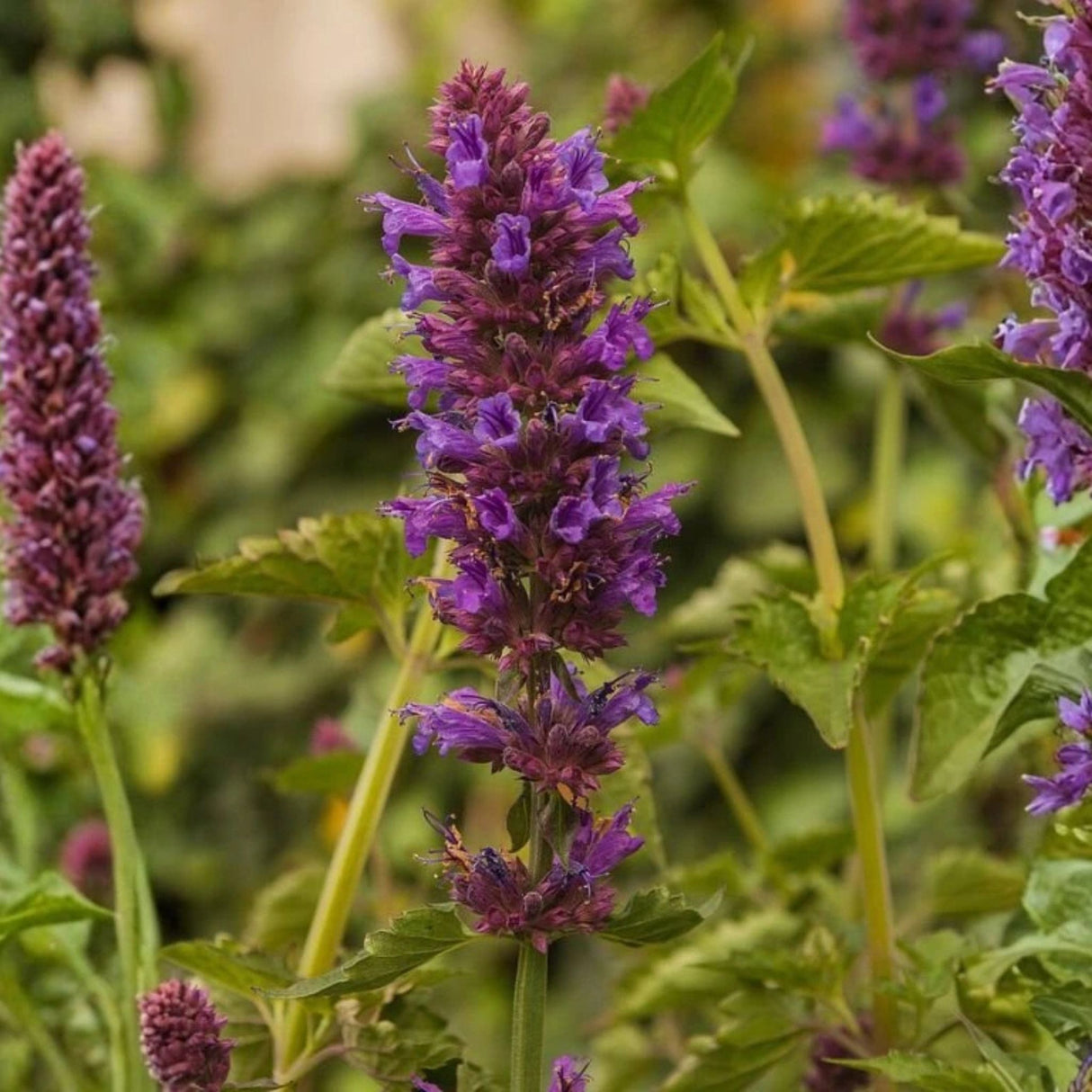 Agastache Blue Boa, květináč 9 cm