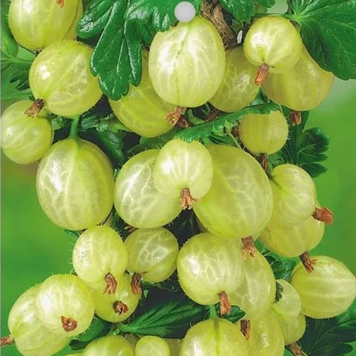 Angrešt keřový Invicta, výška 30-40 cm, květináč 1,5 l