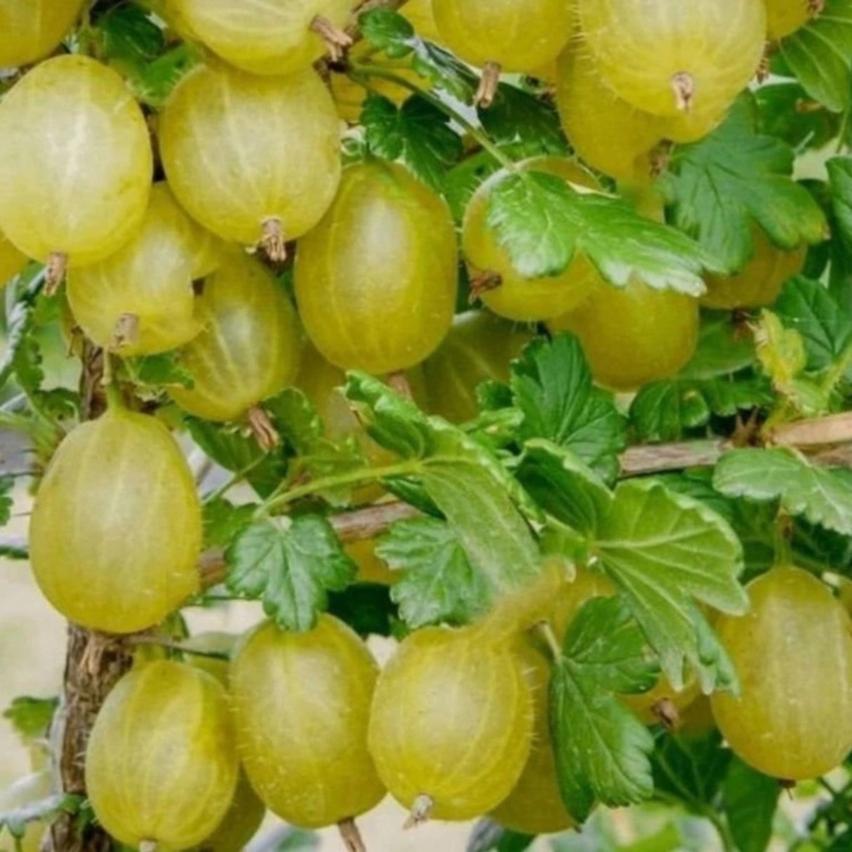 Angrešt keřový Hinnonmaki Gron, výška 30-40 cm, květináč 1,5 l