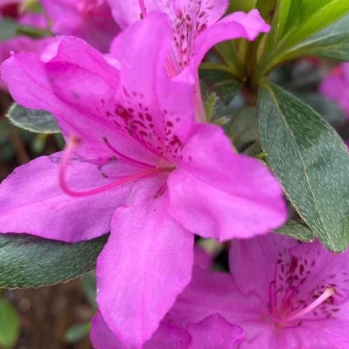 Azalka japonská Purple Splendor na kmínku 50-60 cm, výška 80-100 cm, květináč 12 l